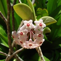 Hoya carnosa (L.f.) R.Br.